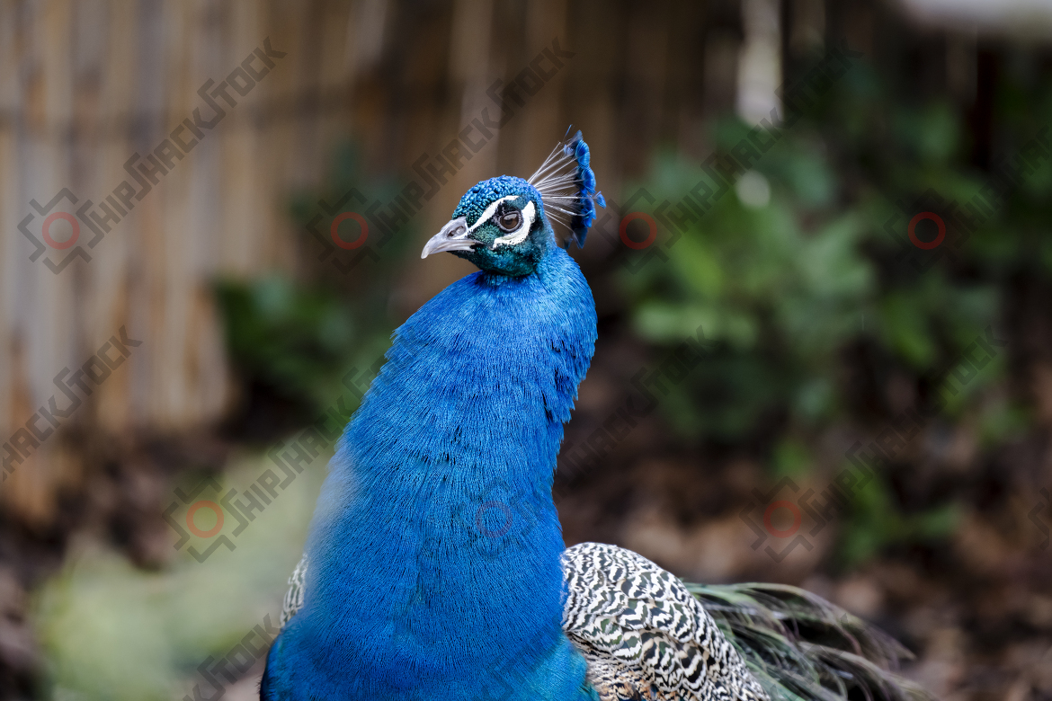 Peacock - Pavo cristatus