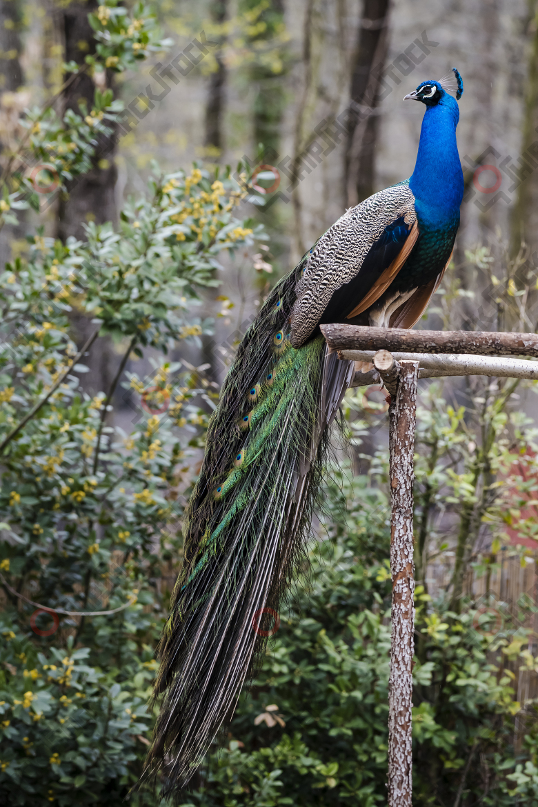 Peacock - Pavo cristatus