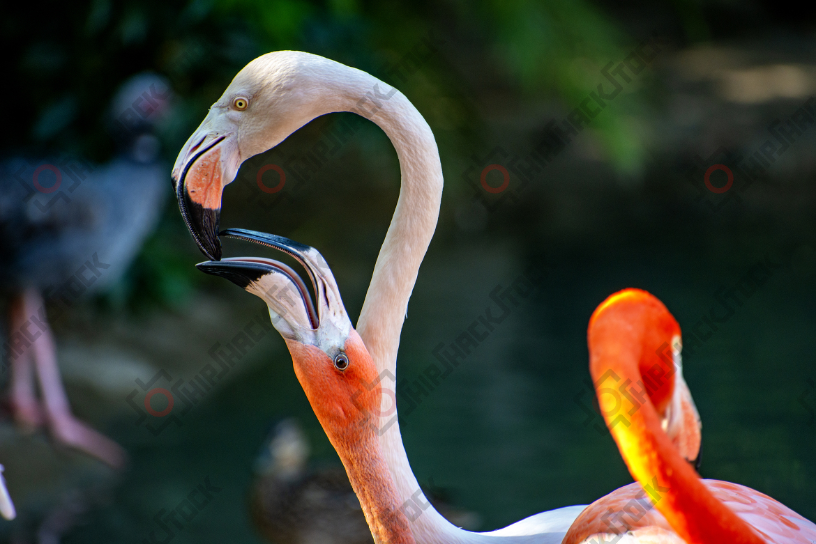 Close up at Flamingos